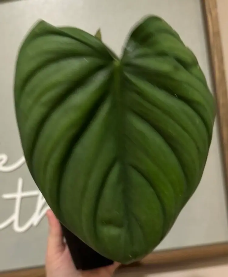 Philodendron Columbia