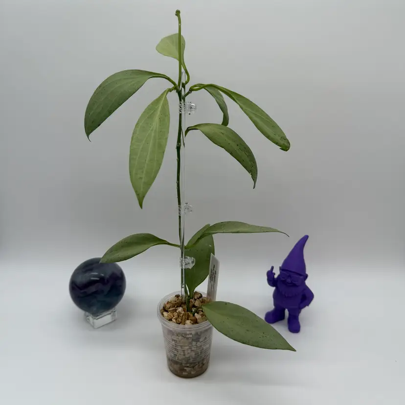 P09 Nicholsoniae ‘New Guinea Ghost’