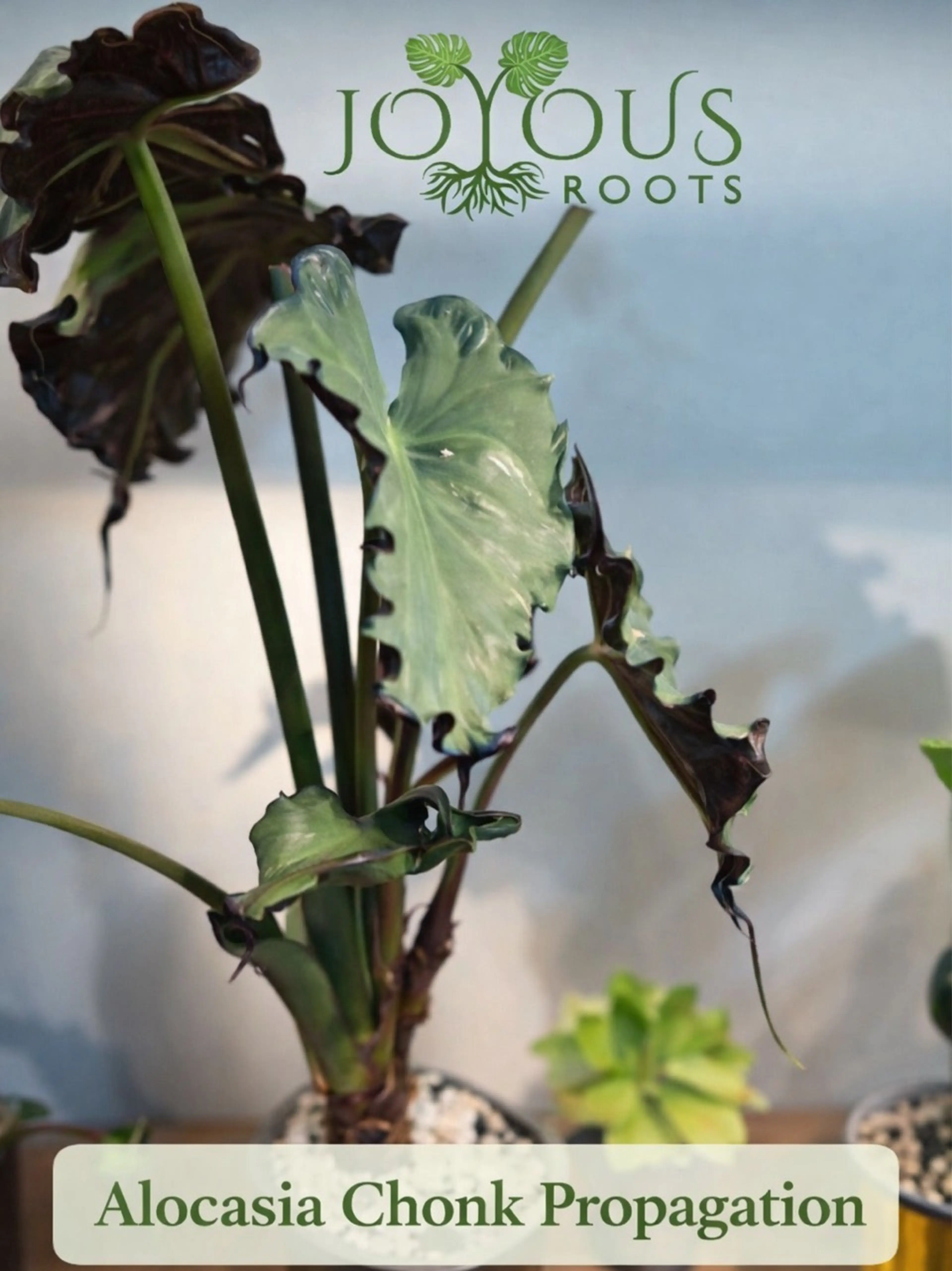 Alocasia Chonk Propagation 101 