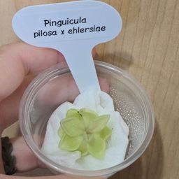 Pinguicula pilosa x ehlersiae