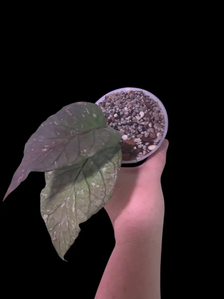 15-Hoya sp Aceh venomous