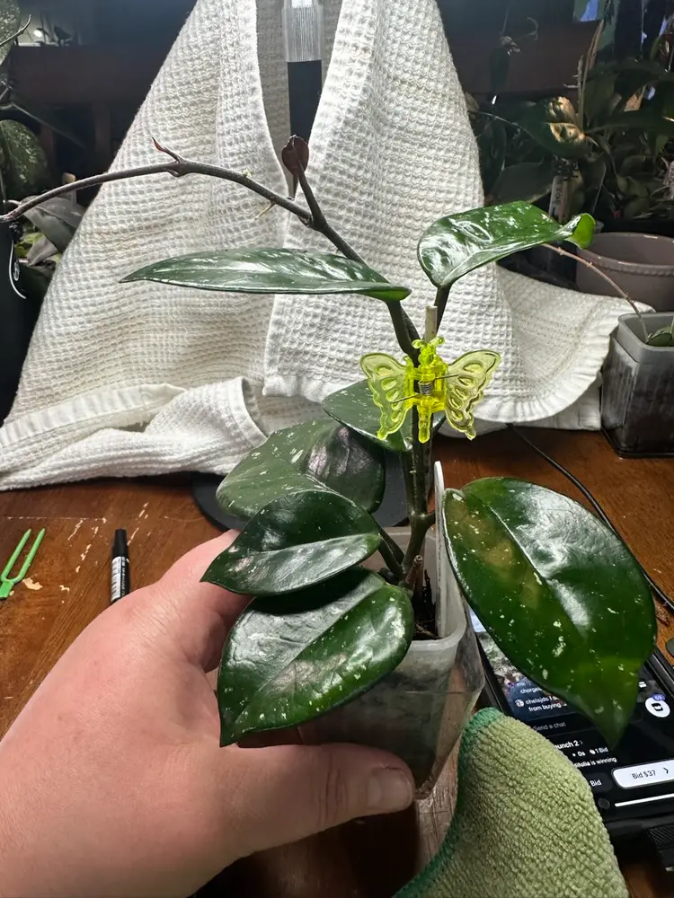 Hoya carnosa ‘freckles’
