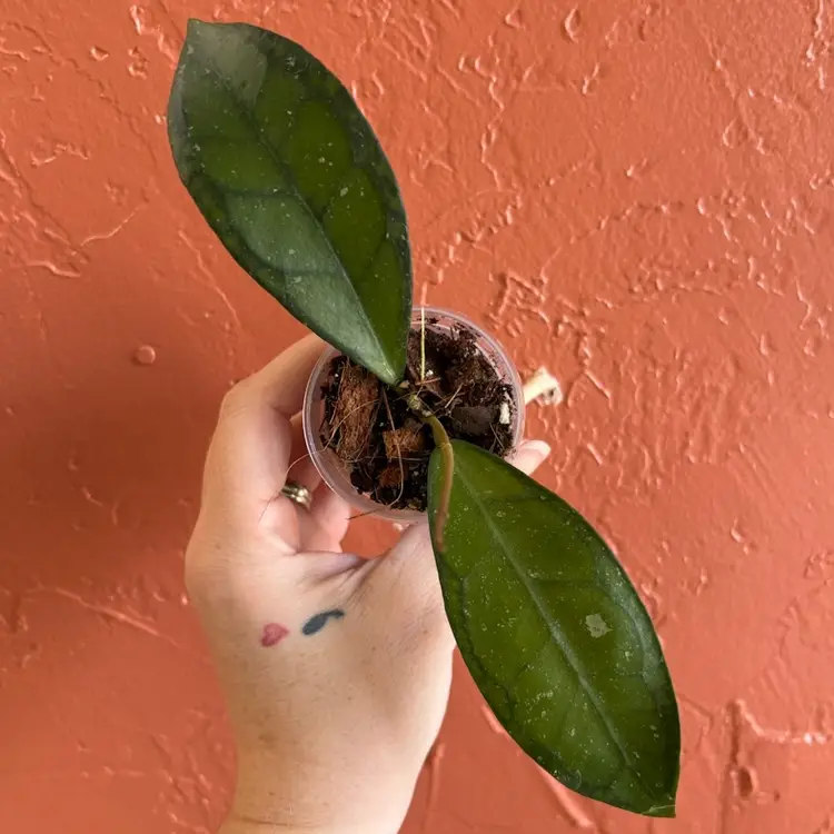 Hoya ‘Sinag’ GTX 64
(elliptica (Thailand) x Gunung Gading)