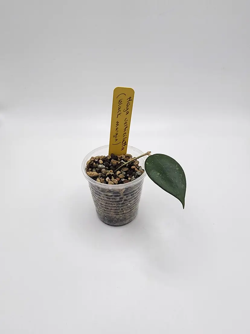 Hoya verticillata (black margin)