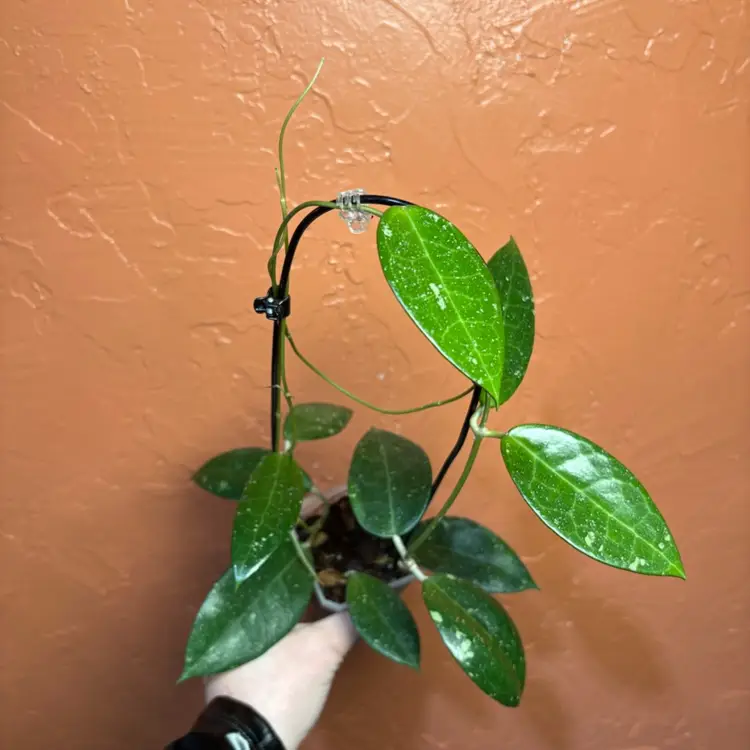 Hoya MA41 sp Anjuk Ladang