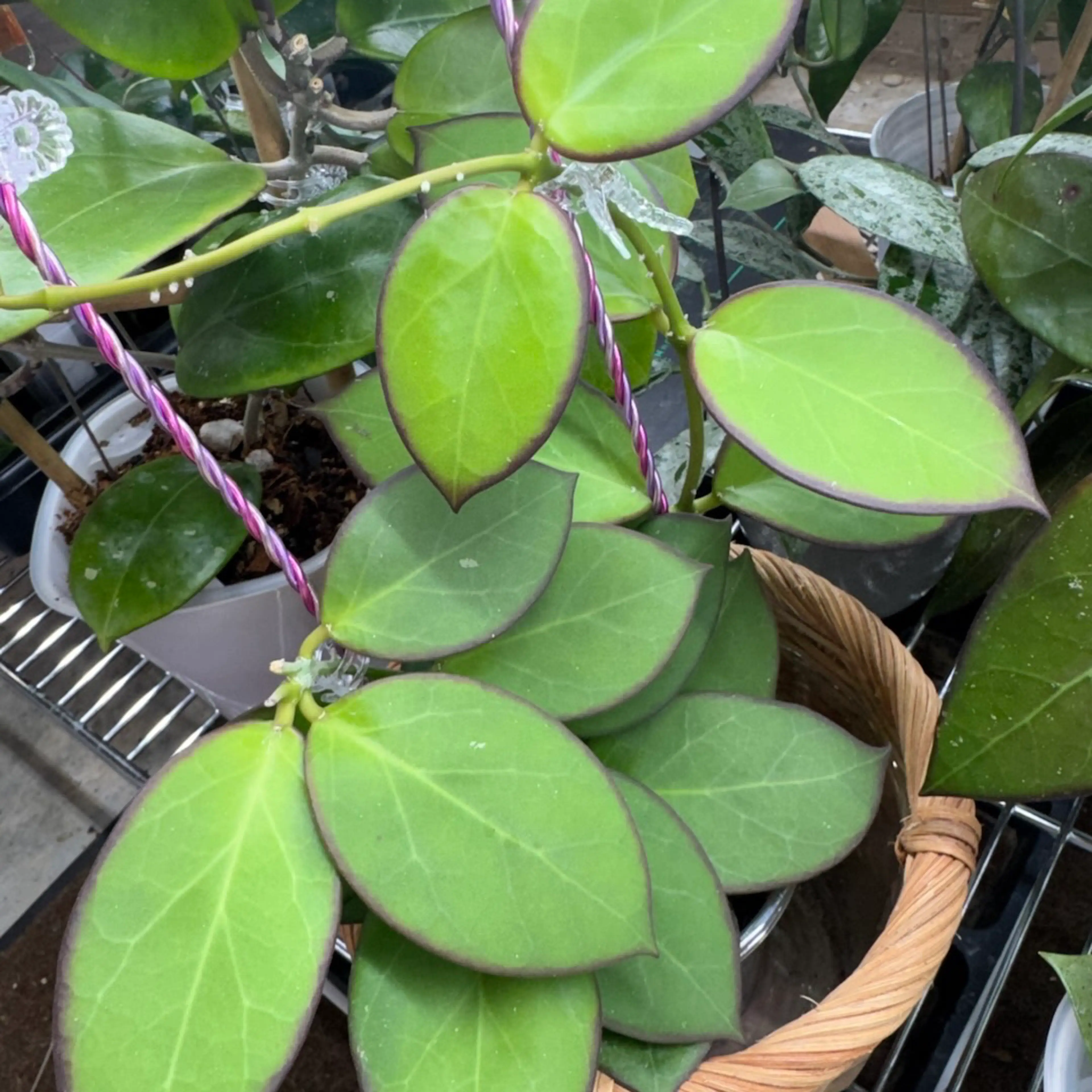 Image 2 of 4