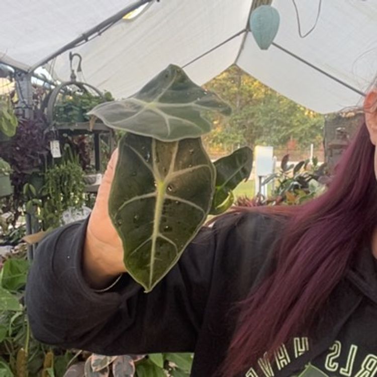Alocasia
