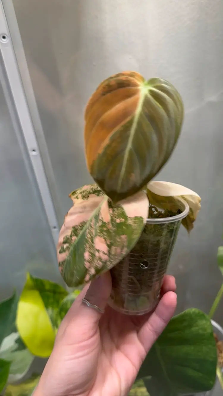 Orange Melanochrysum