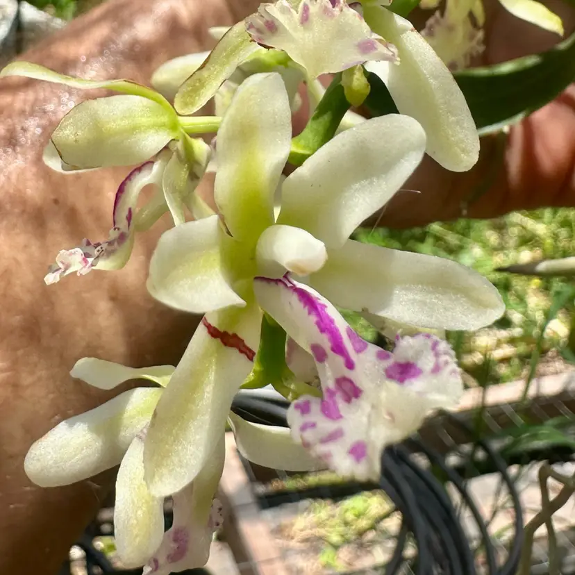 Sedirea japonica