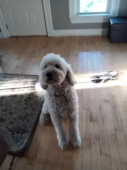 #01 CHOICE - BRASS MINI ANIMAL