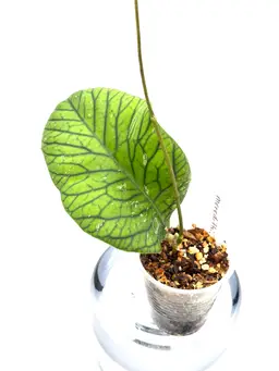 Hoya meredithii + Bonus Cutting