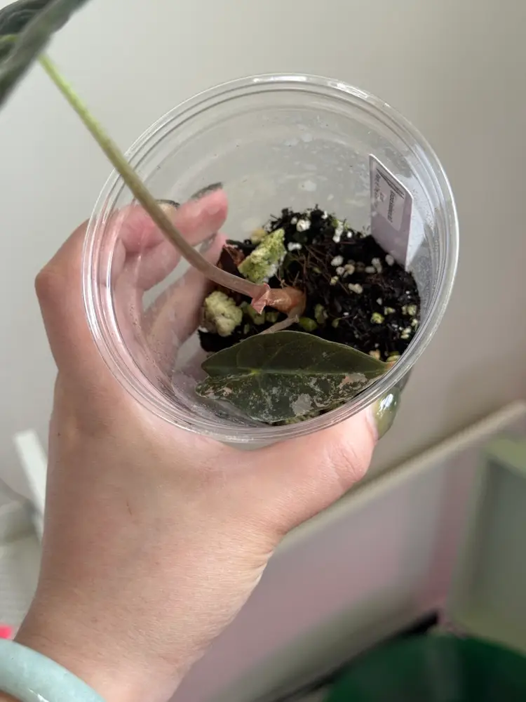 109 Alocasia Sanderiana Aurea