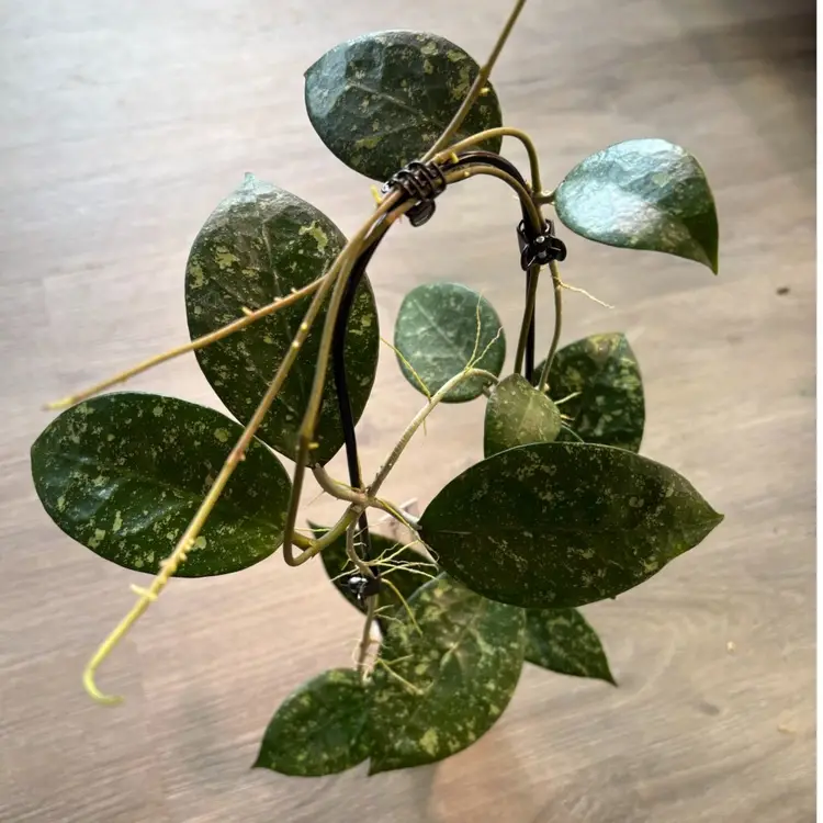 Hoya MA 06 sp Anjuk Ladang