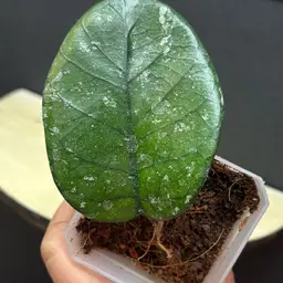 415 Hoya Bonii round splash