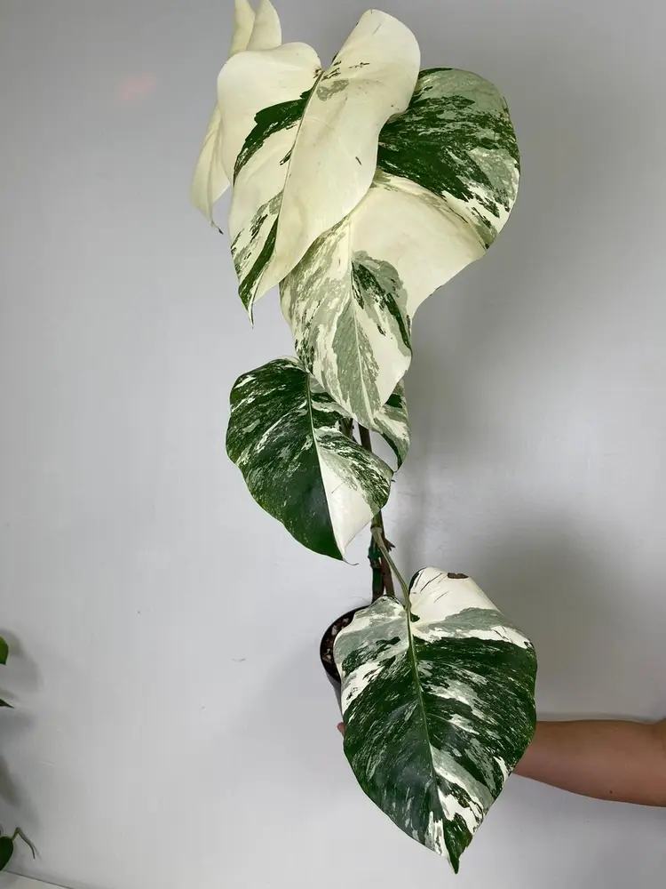Monstera albo 5”