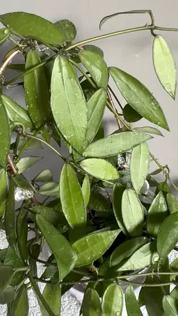 #3667 Lacunosa Mr Tent