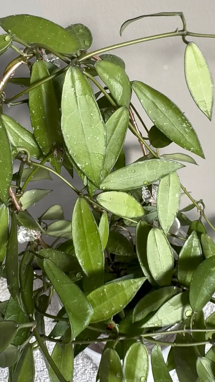 #3667 Lacunosa Mr Tent