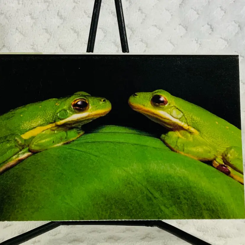 Vintage Postcard Green tree frogs
Louisiana's Atchafalaya Swamp, home to these two Green tree frogs, is also a nesting and feeding habitat for more than 170 bird species.
To find out how you can help save America's wildlife by becoming a member, call the National Audubon Society