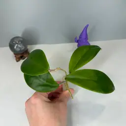T34 Ilagiorum Seedling from Gardino Rooted Cutting