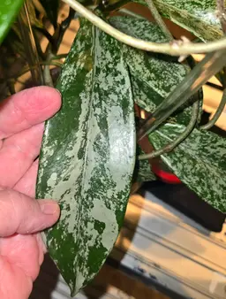 Hoya Pink Silver Pubicalyx