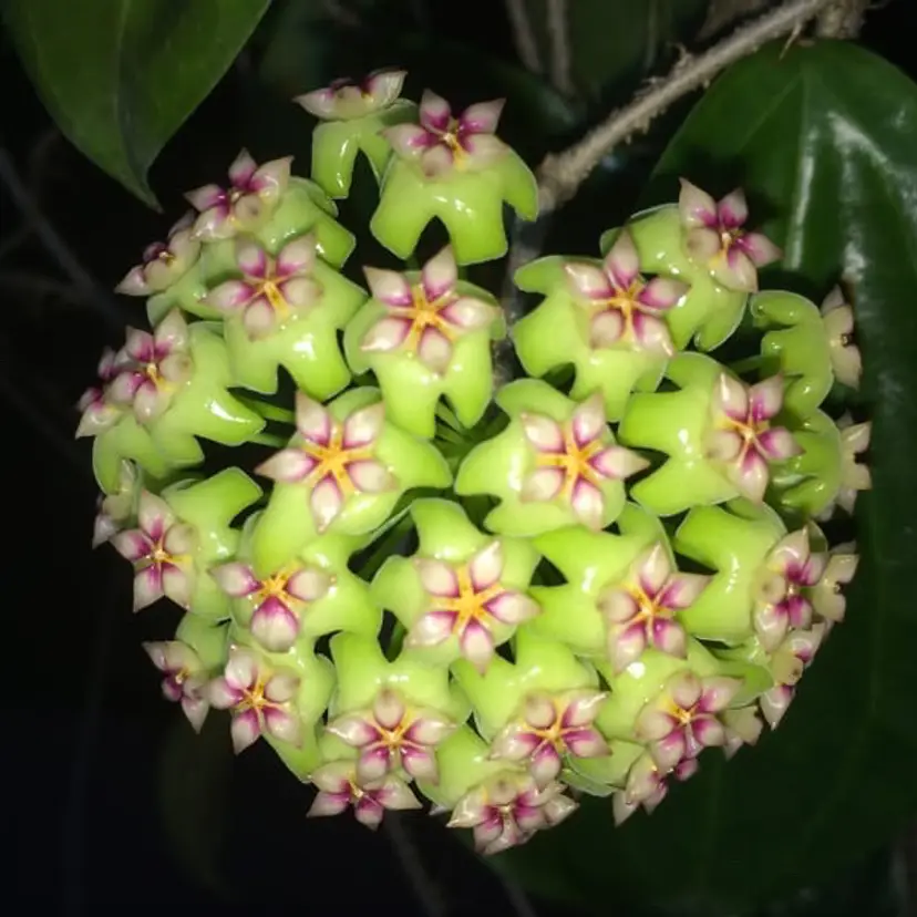 Hoya sp. UT-033 EPC-705