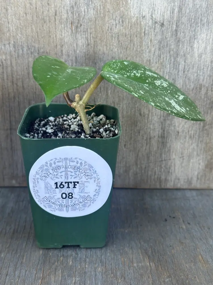 Hoya Carnosa 'Freckle Splash' (16TFM08)