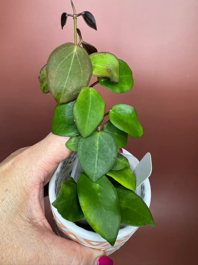 HOYA ‘ARAMELON’ (UPT012) sunstresses to melon 🍉