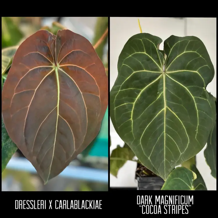 DressCarla x Dark Magnificum “Cocoa Stripes” 1 leaf seedling