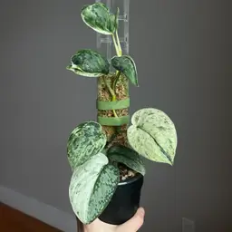 Scindapsus Salamount