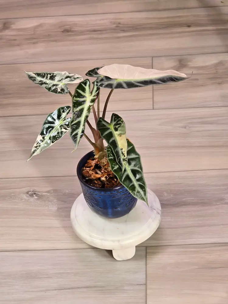 Alocasia Pink Bambino