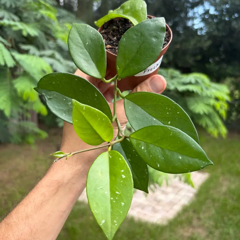 Hoya Carnosa ‘Freckles’