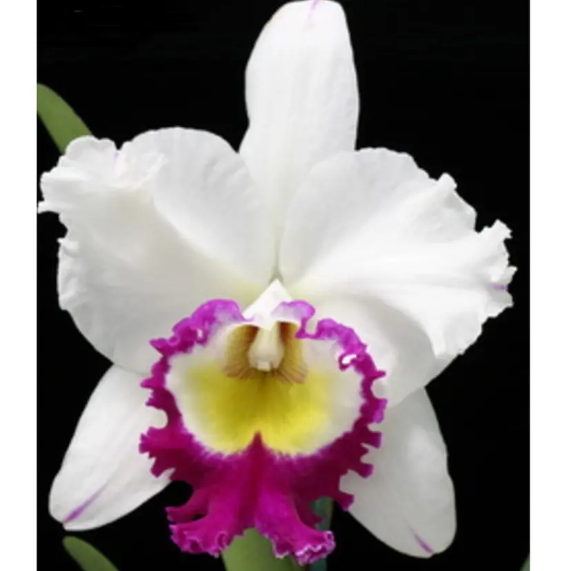 Rlc. Blanche Aisaka 'Yuki' - 2.5” Pot