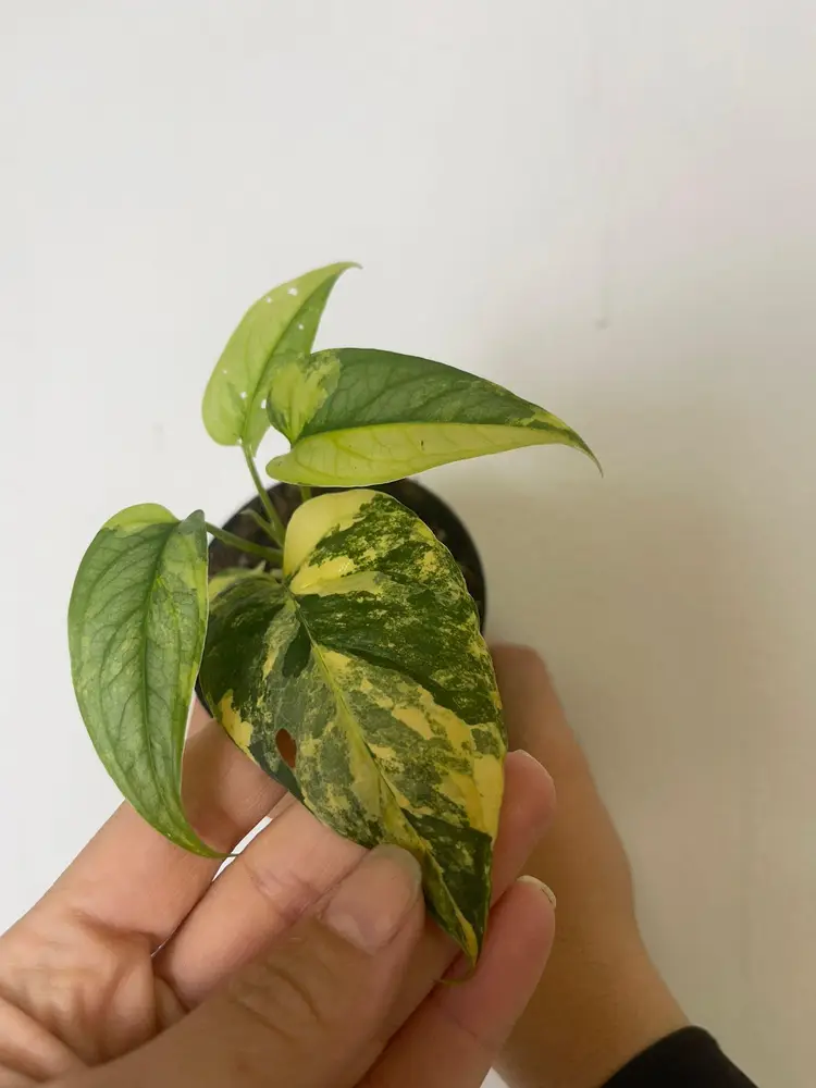 Monstera Siltepecana El Salvador 3”