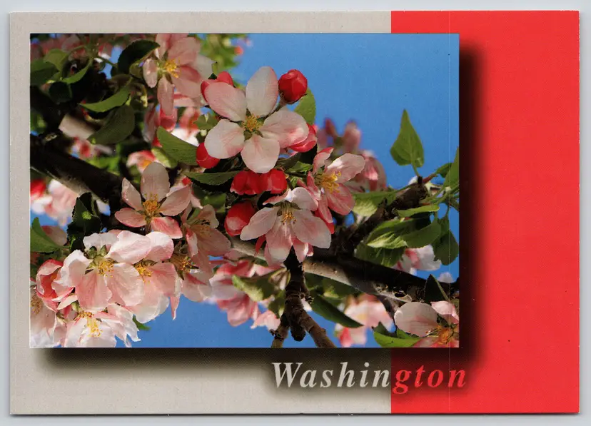 Postcard Apple Blossoms Washington Flowering Apple Orchard - John Marshall - 15059
