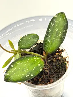 Hoya VL9 variegated + Bonus Cutting