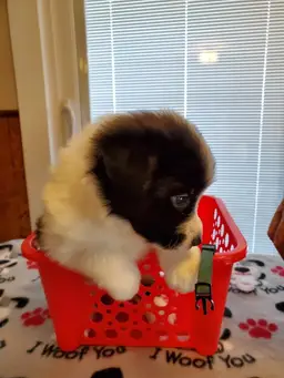 #33-CHOICE Porcelain Trinket/Powder Boxes