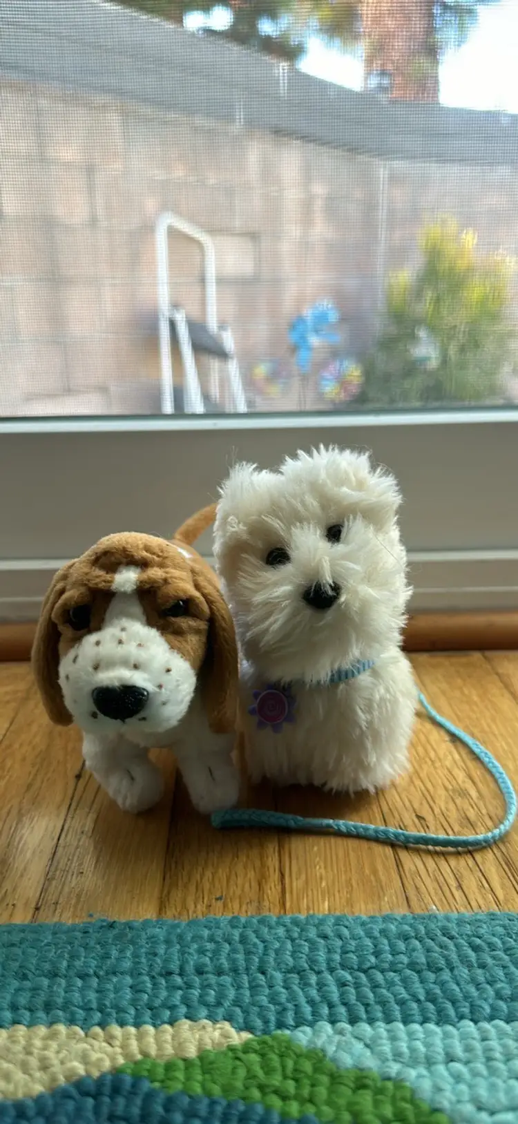 Coconut And Grace AG Dogs