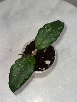 Hoya sp. Takengon (wavy leaf) -
3 inch pot