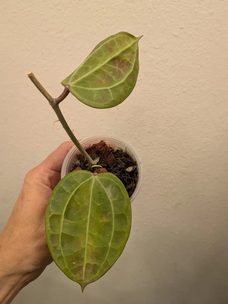 Hoya sulawesi GPS 8867 (0072)