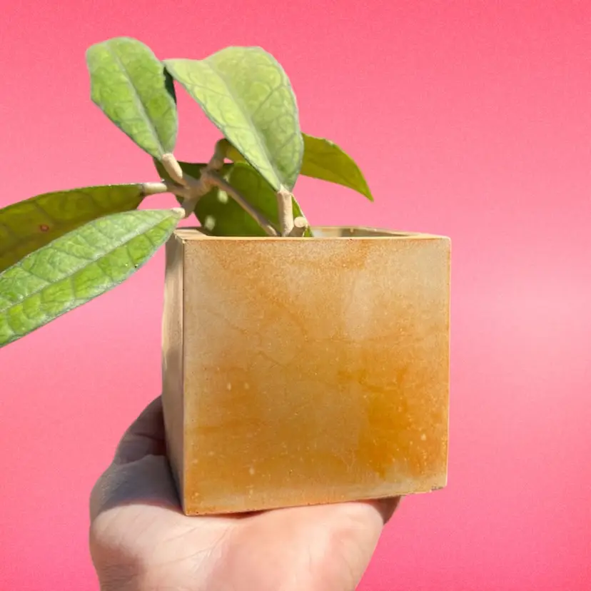 3β Tumeric Dyed Concrete Square Planter