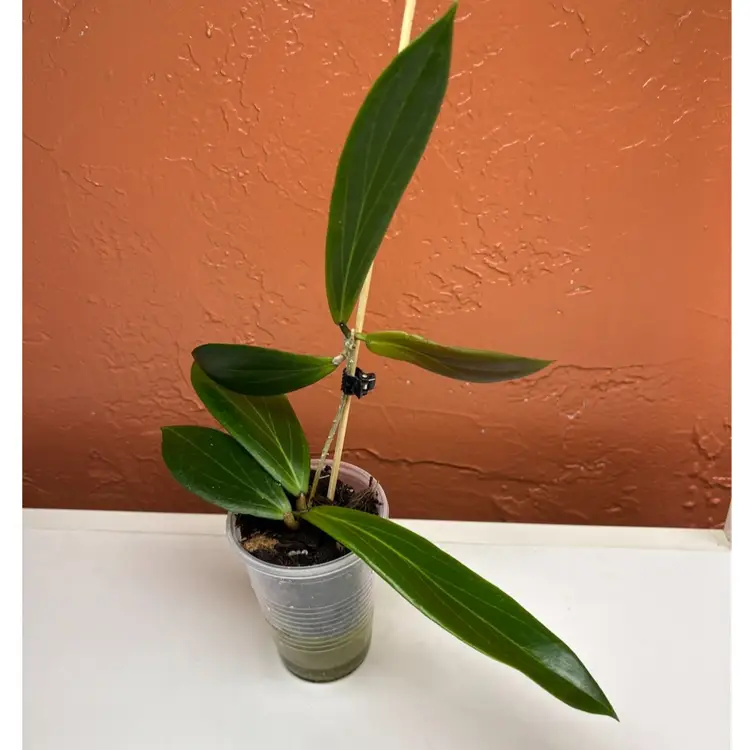 703 Hoya benguetensis ‘Maruja’ (that blooooooom 😍)