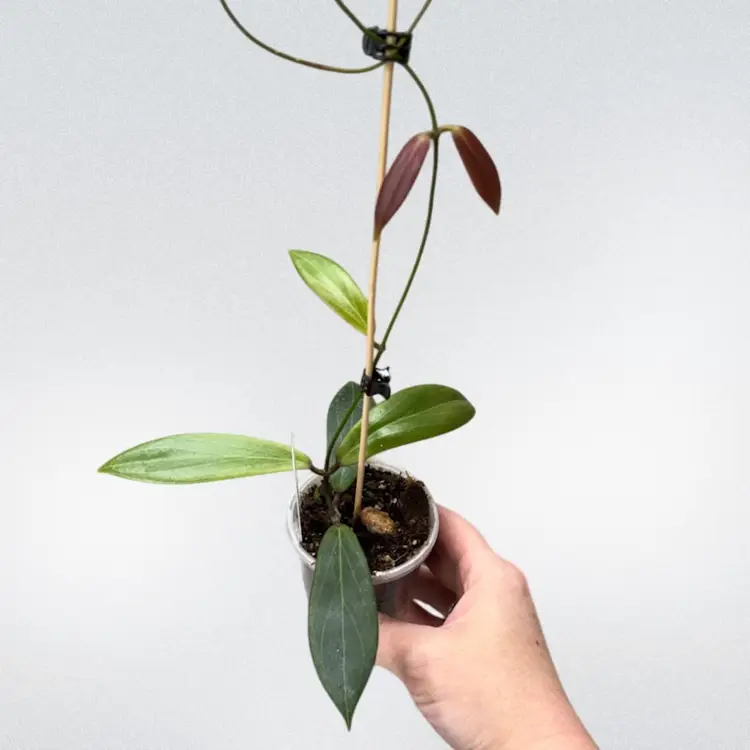 Hoya benguetensis ‘Maruja’ (BLOOM 😍😍😍)