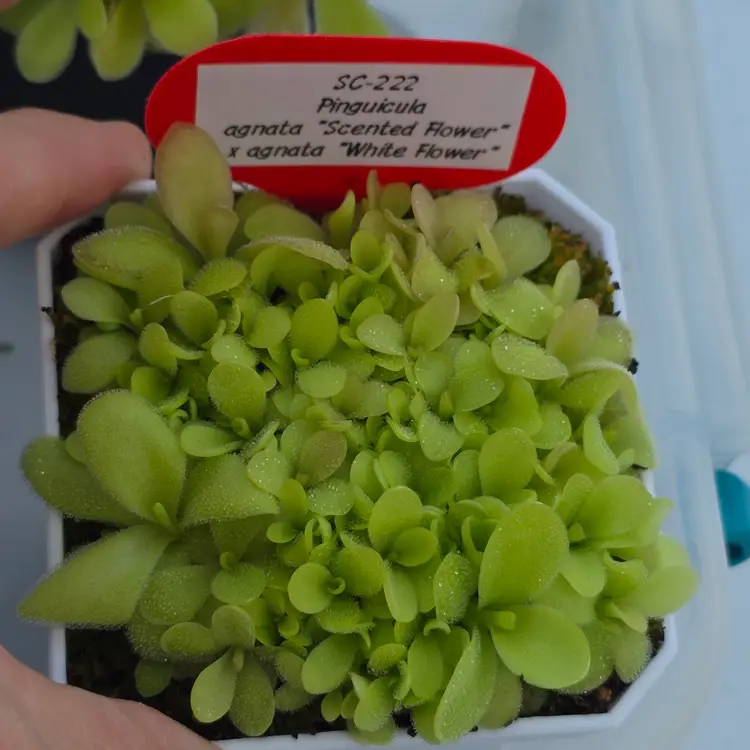 SC-222 Pinguicula agnata "Scented Flower" x agnata "White Flower"