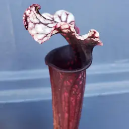 Sarracenia 'Purple Sparks' x Saurus' clone 1