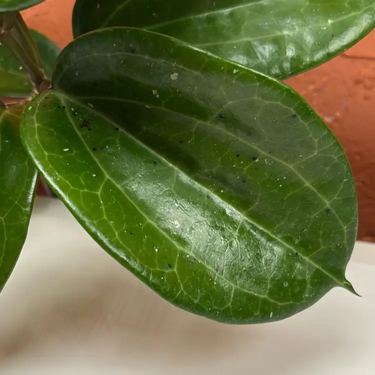 2042 Hoya merrillii x unk