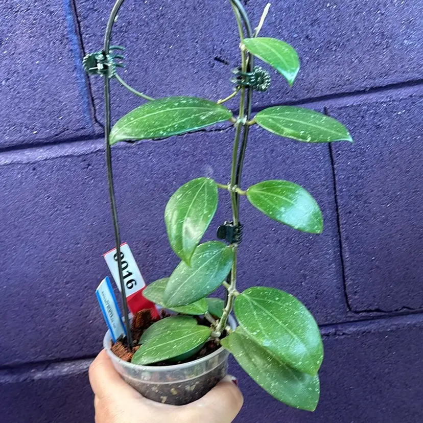 16 RHM 2505 epc 301 blk leaf x unk