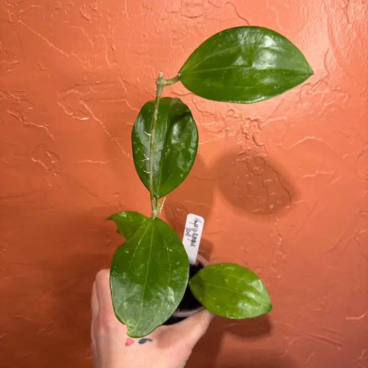 Hoya sp Bangkok (red)