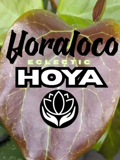 Hoya n bullshit
