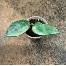 B16 x7 Vietnam series Mark Gibble