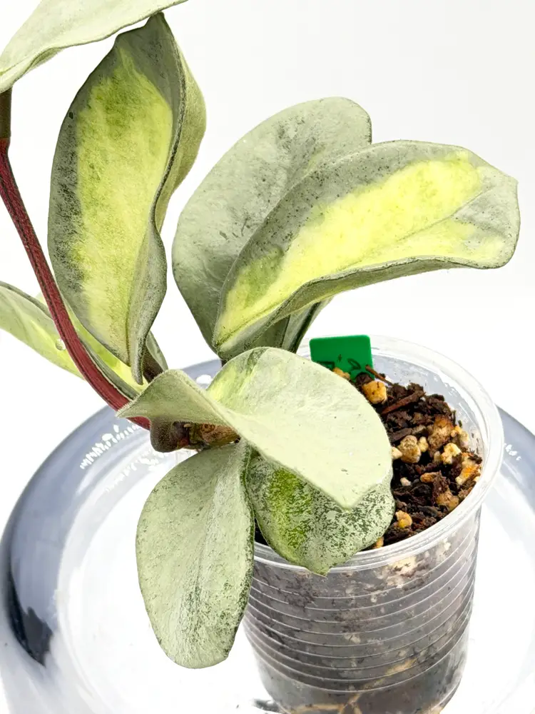 Hoya argentea princess